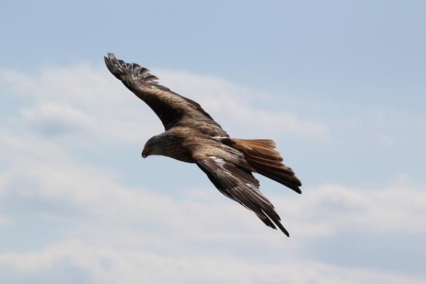 Adler