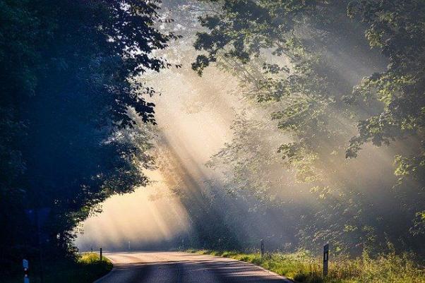 Sonne im Wald